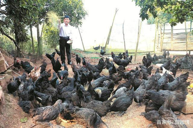 這個老人不簡單 中草藥養生態黑雞 一年純賺30萬元